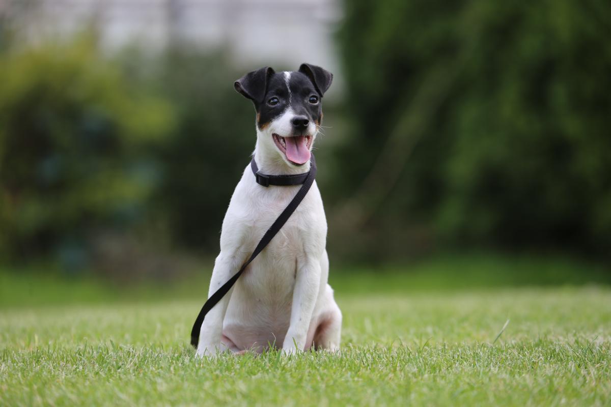 owczarek niemiecki hodowla