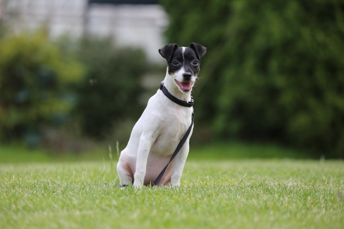 owczarek niemiecki hodowla