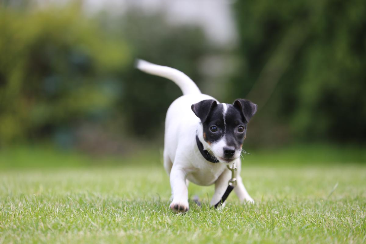 owczarek niemiecki hodowla