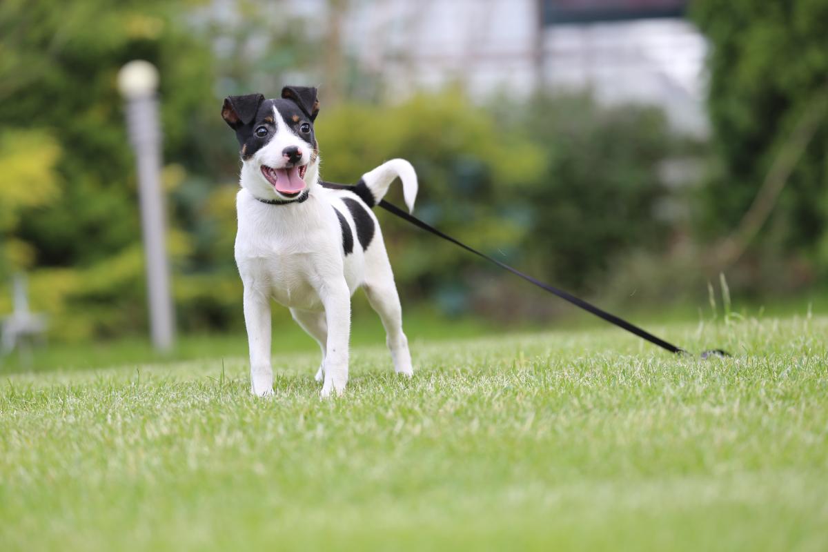 owczarek niemiecki hodowla