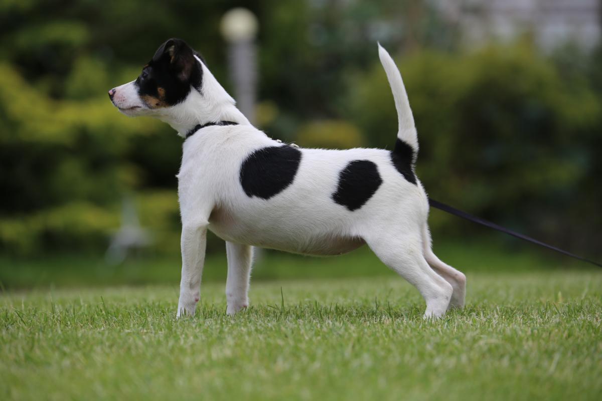 owczarek niemiecki hodowla