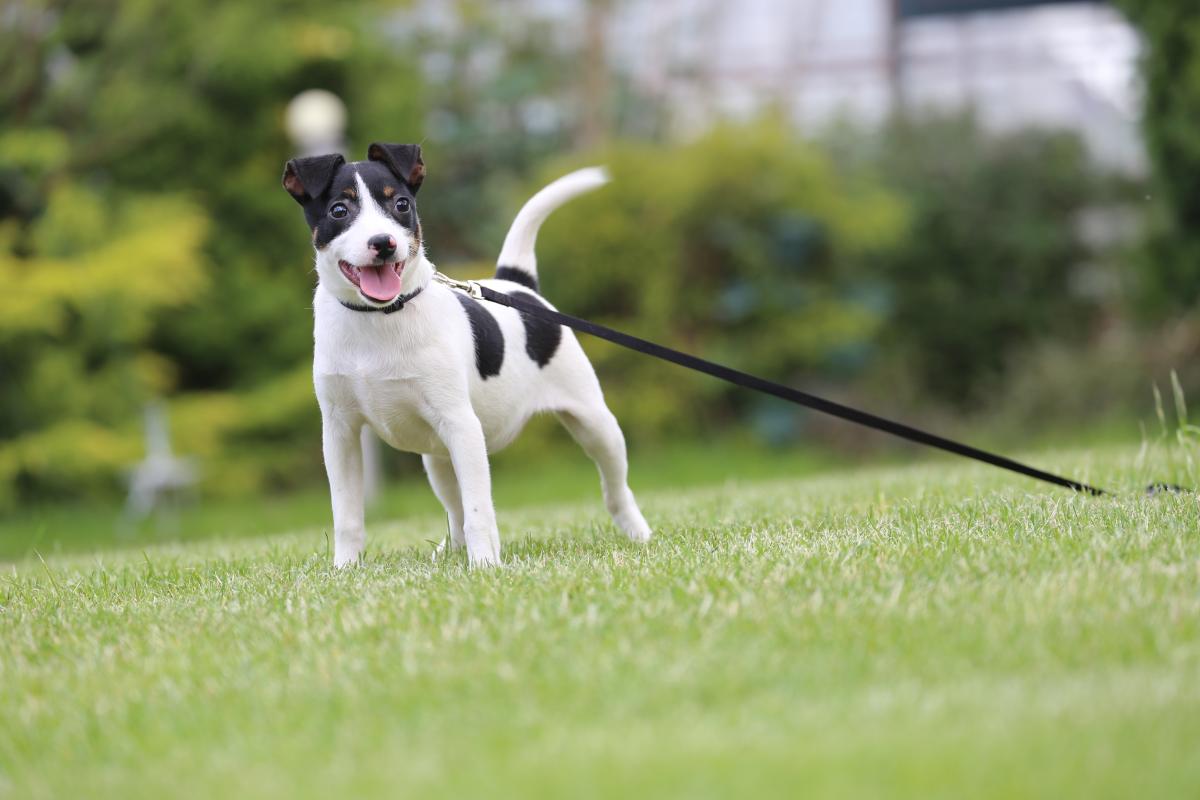 owczarek niemiecki hodowla