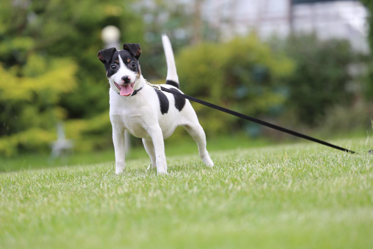 owczarek niemiecki hodowla