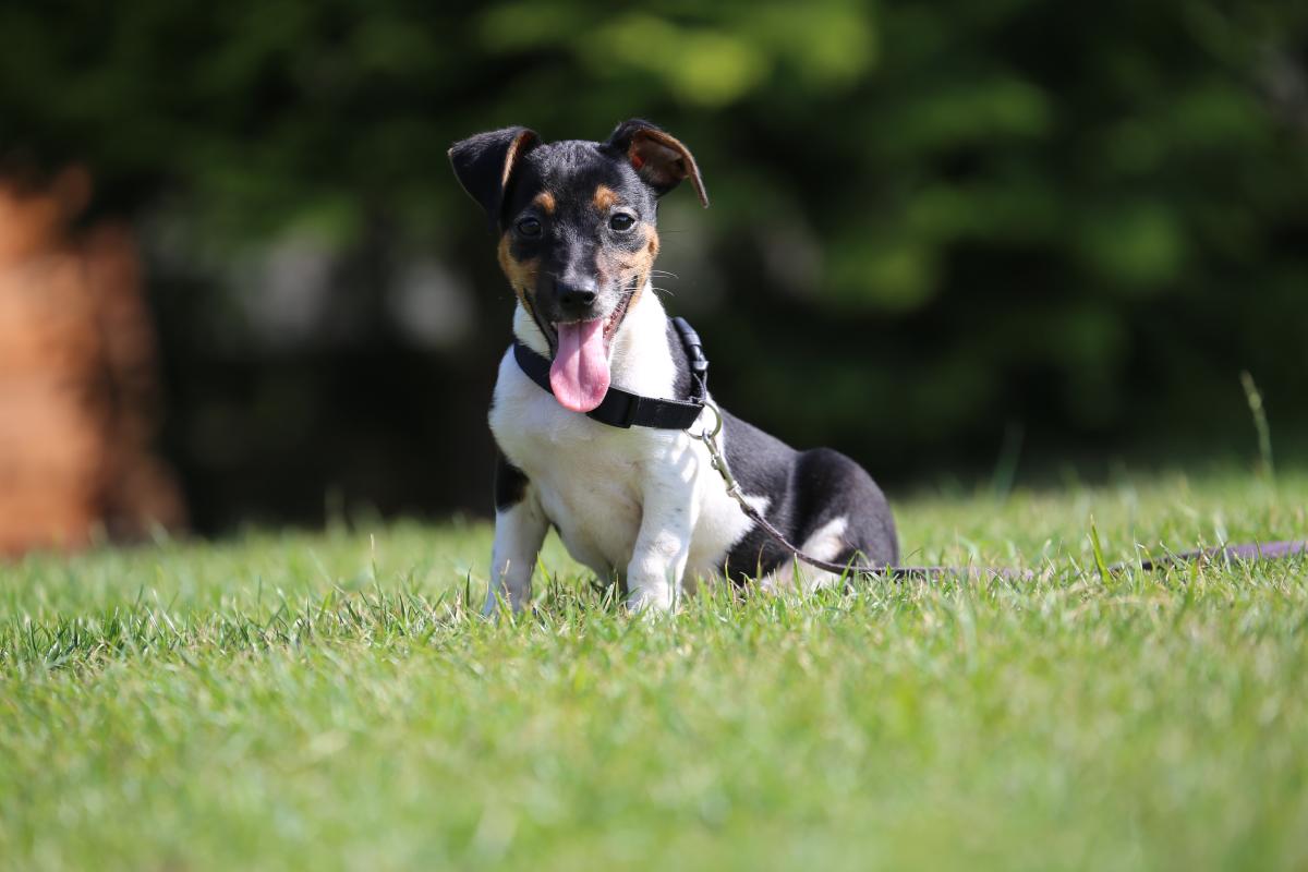 owczarek niemiecki hodowla