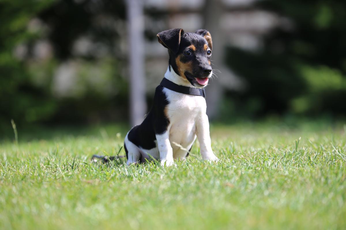 owczarek niemiecki hodowla