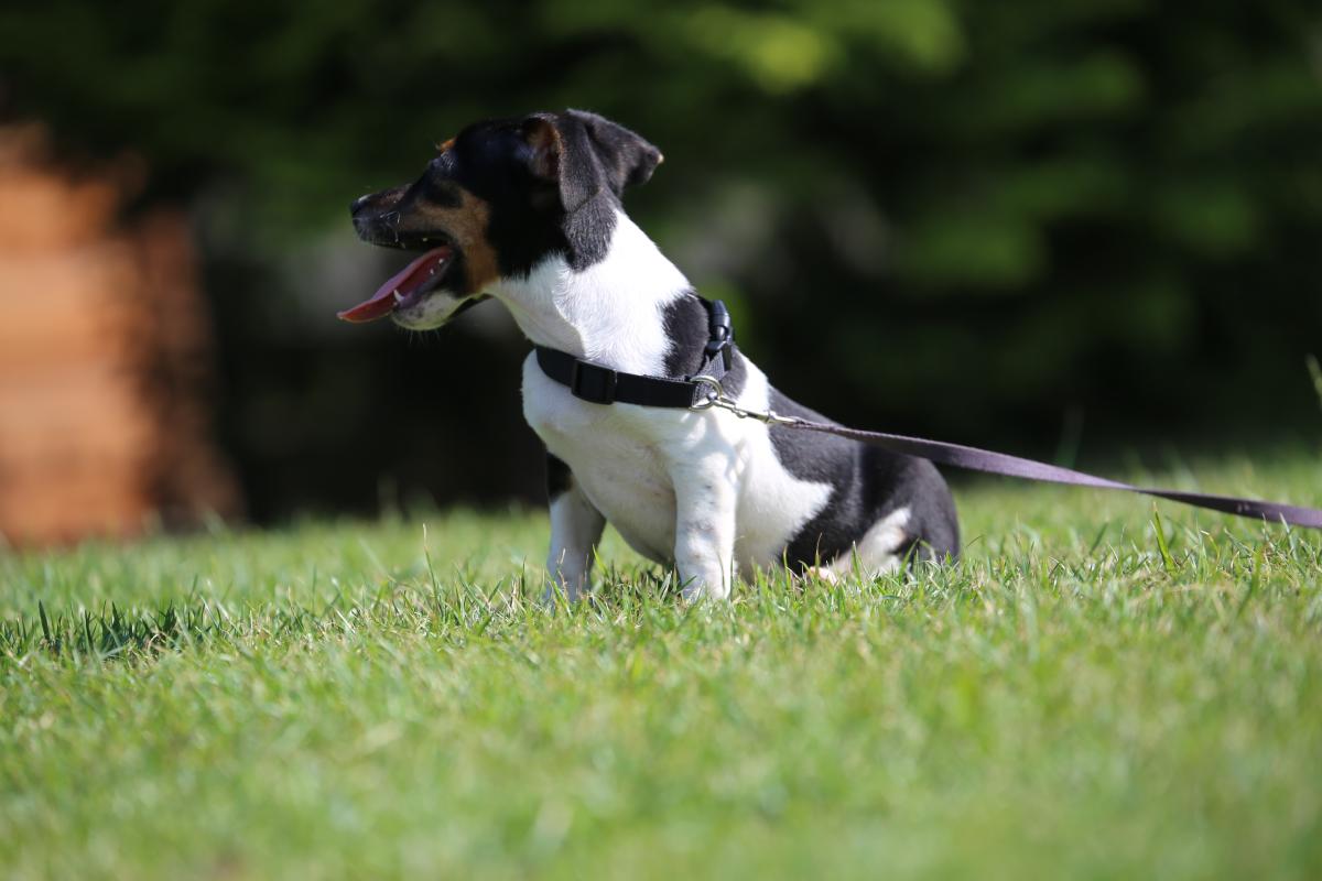 owczarek niemiecki hodowla