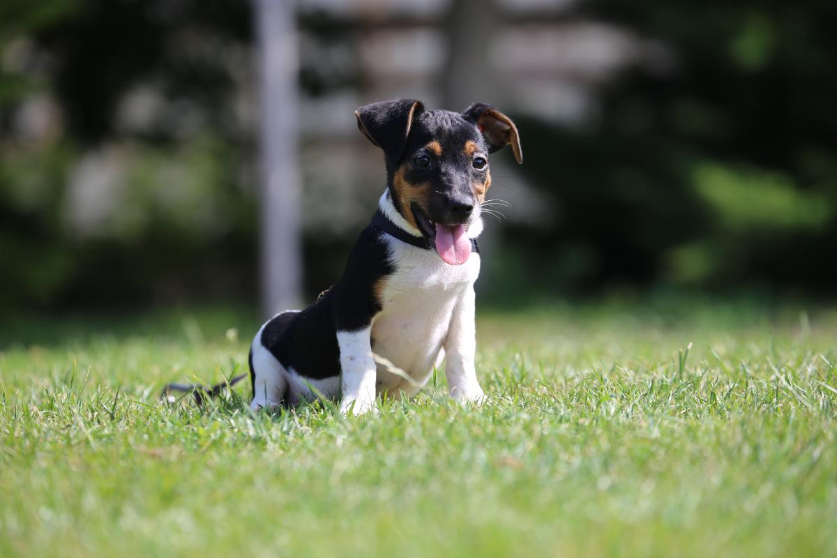 owczarek niemiecki hodowla