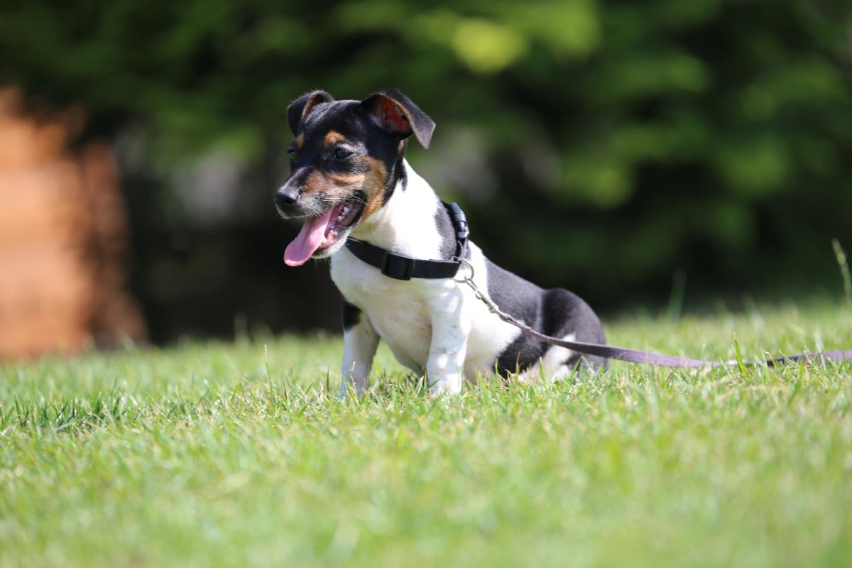 owczarek niemiecki hodowla