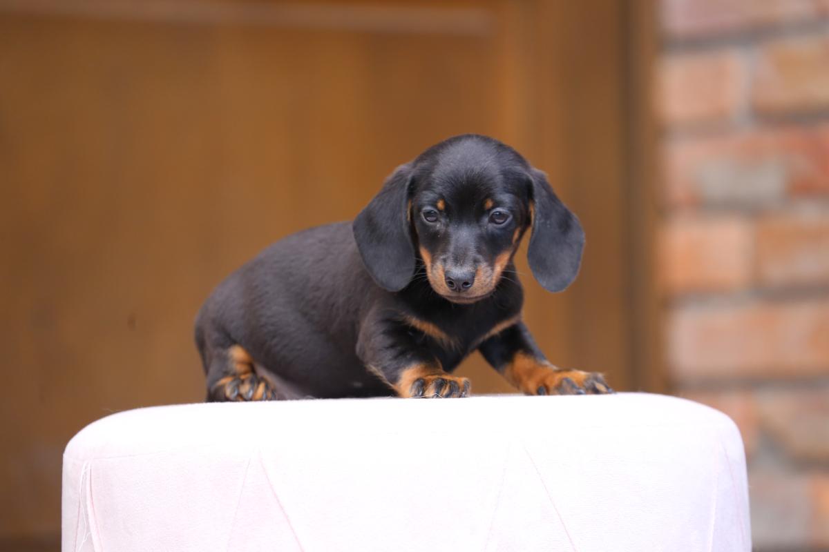 owczarek niemiecki hodowla