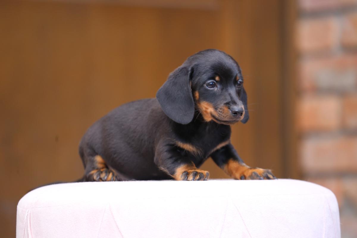 owczarek niemiecki hodowla