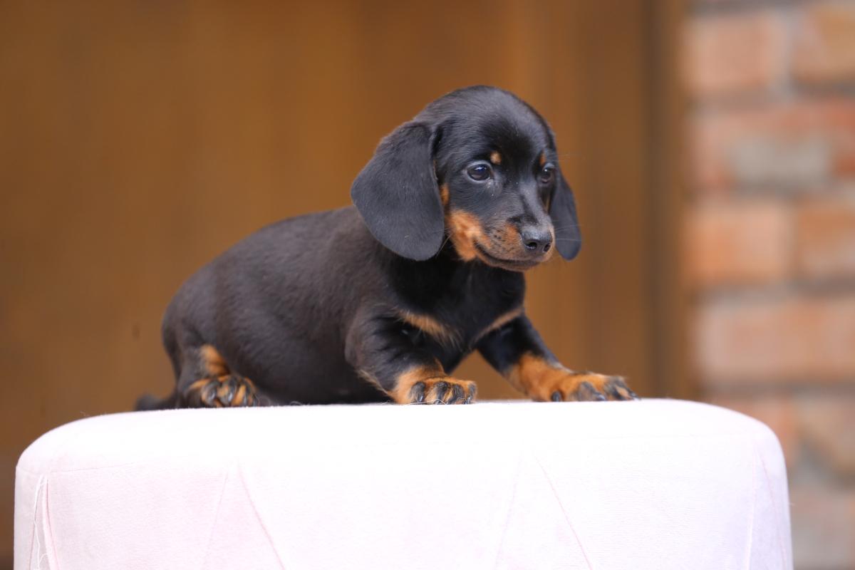 owczarek niemiecki hodowla