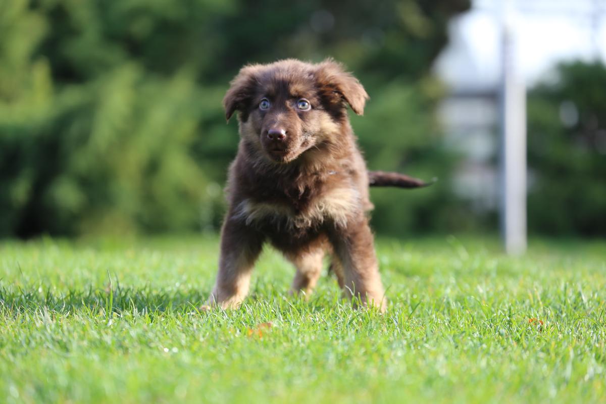 owczarek niemiecki hodowla