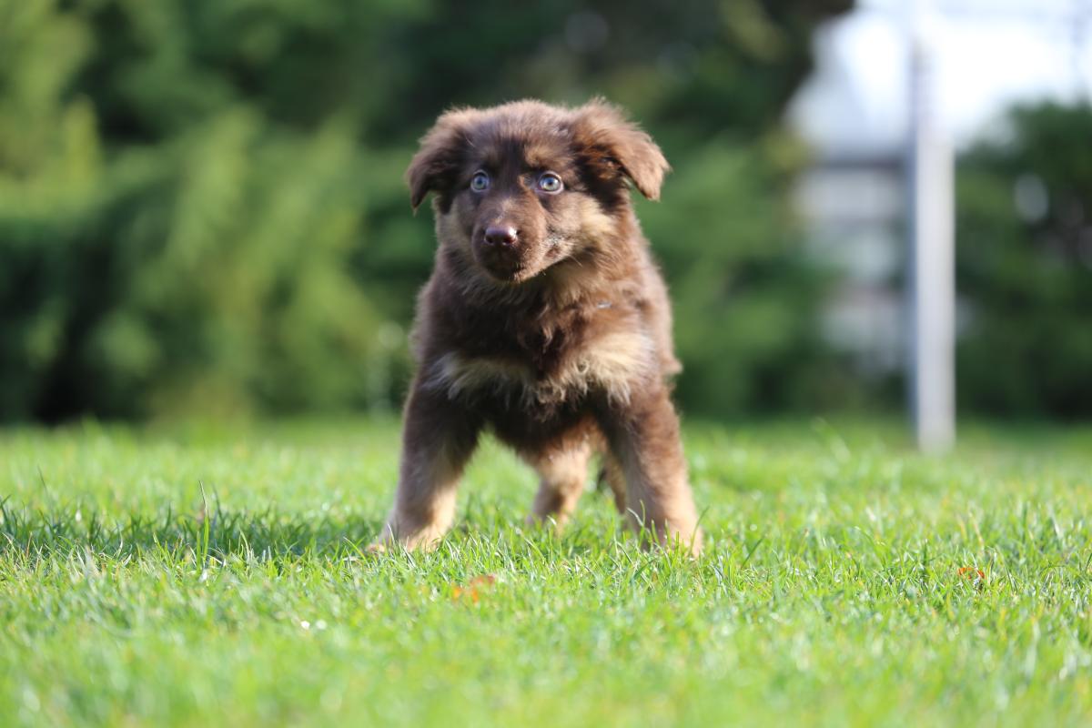 owczarek niemiecki hodowla