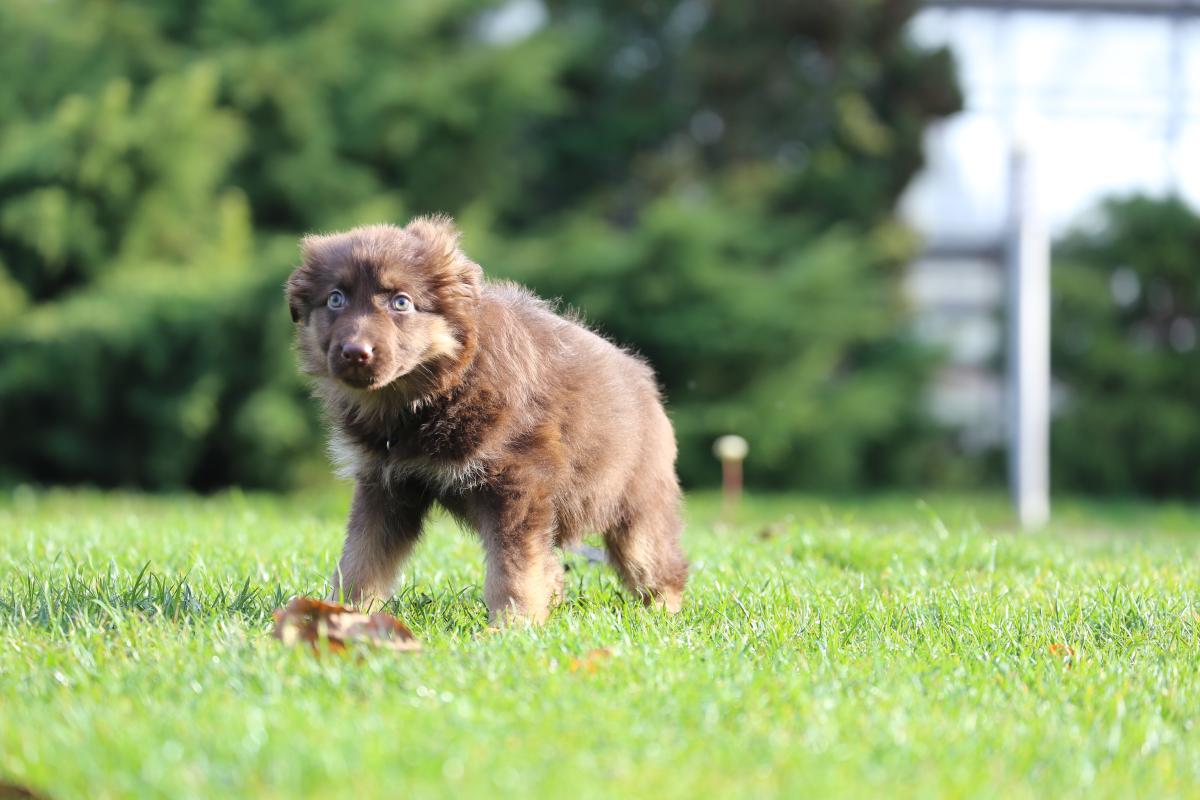 owczarek niemiecki hodowla