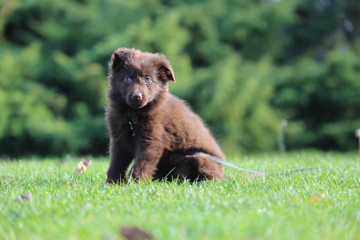 owczarek niemiecki hodowla