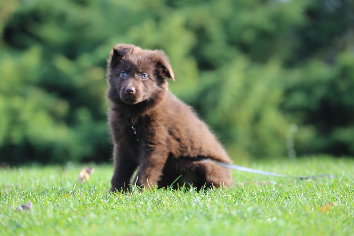 owczarek niemiecki hodowla