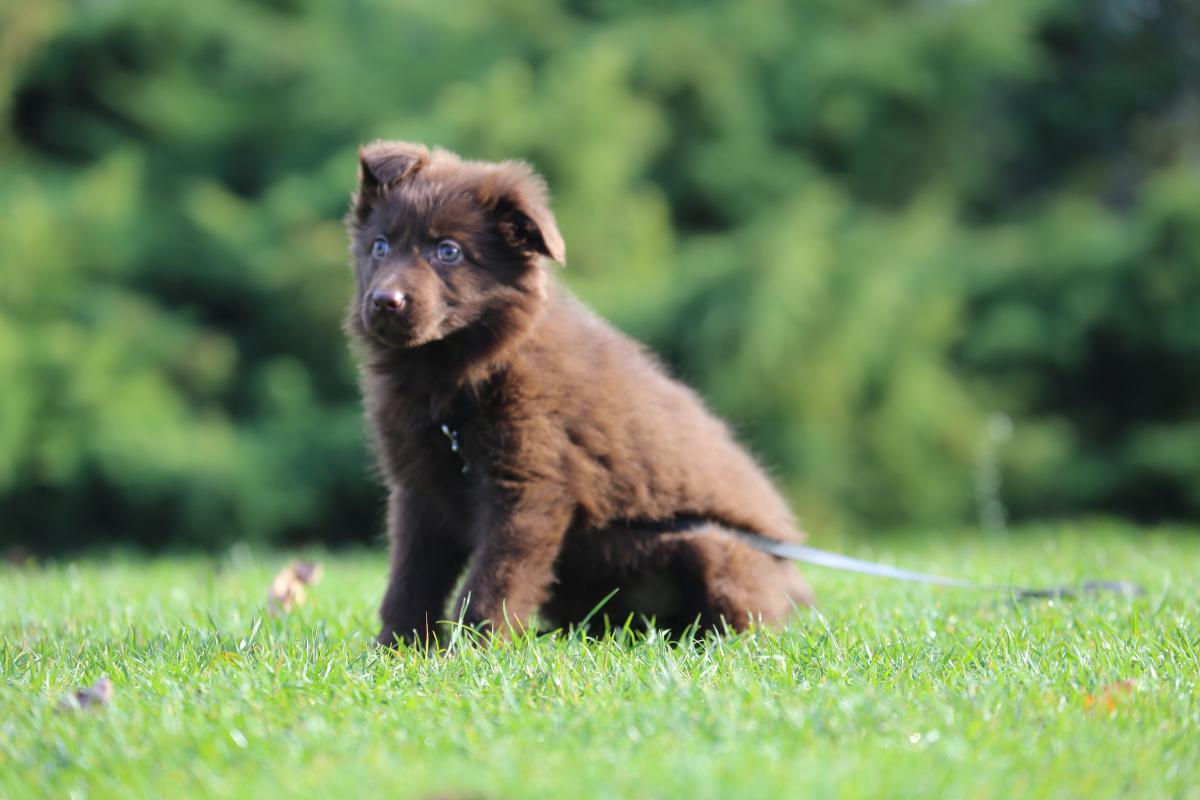 owczarek niemiecki hodowla