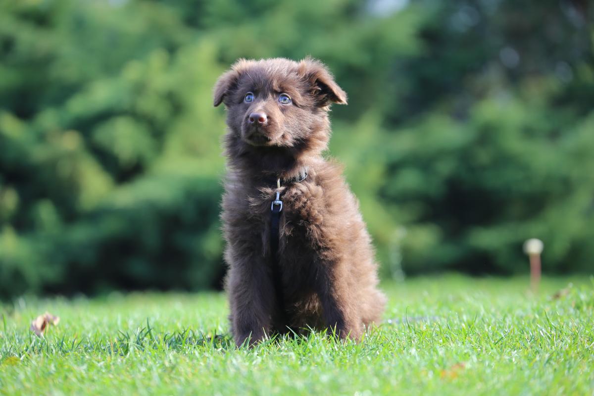 owczarek niemiecki hodowla