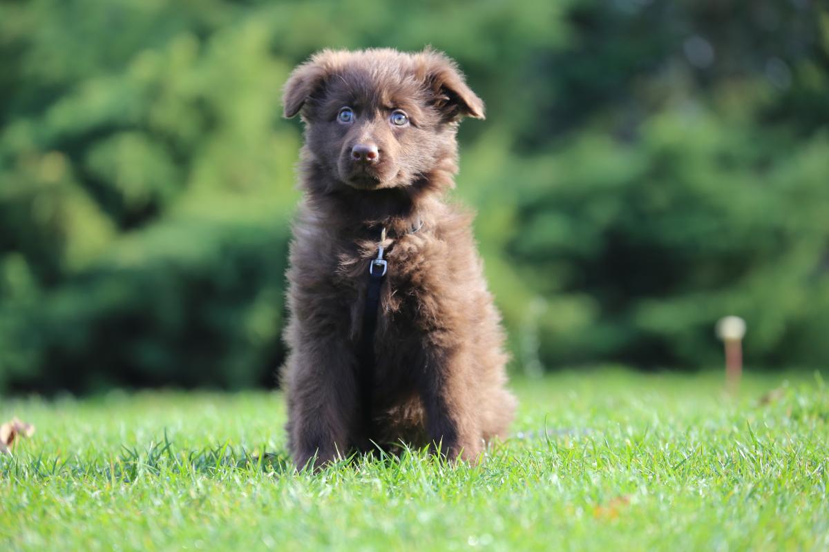 owczarek niemiecki hodowla