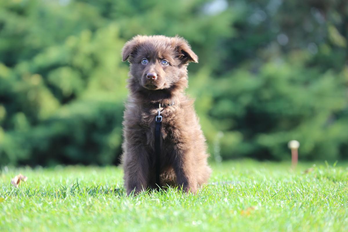 owczarek niemiecki hodowla