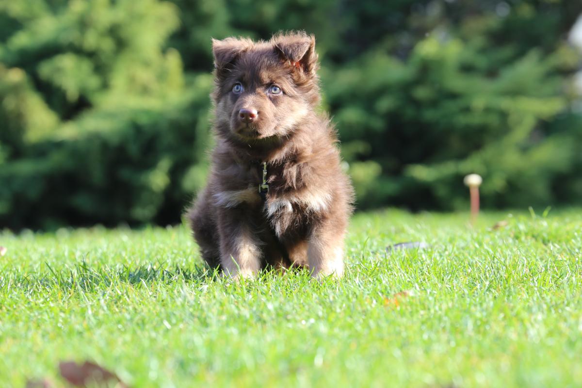 owczarek niemiecki hodowla