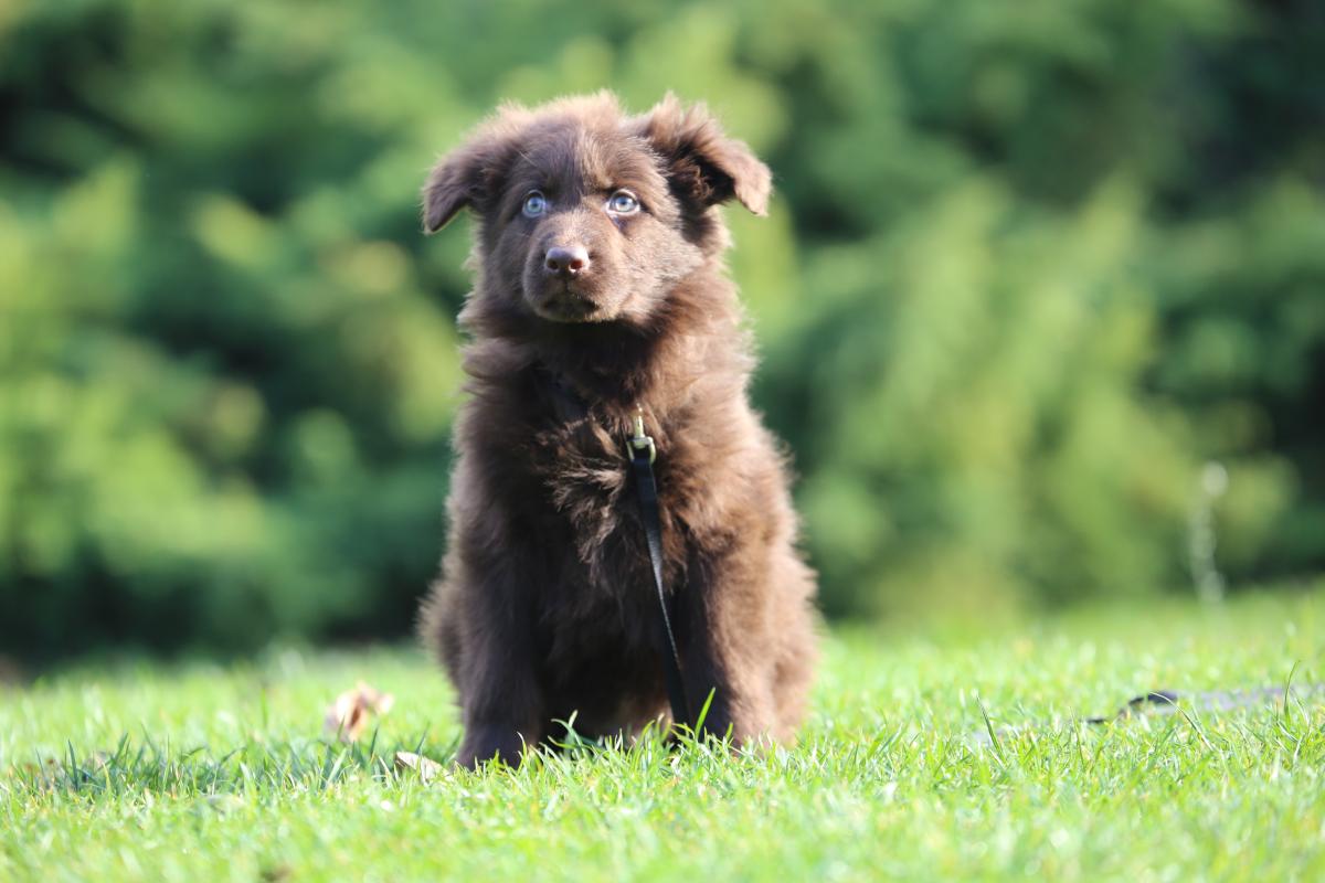 owczarek niemiecki hodowla