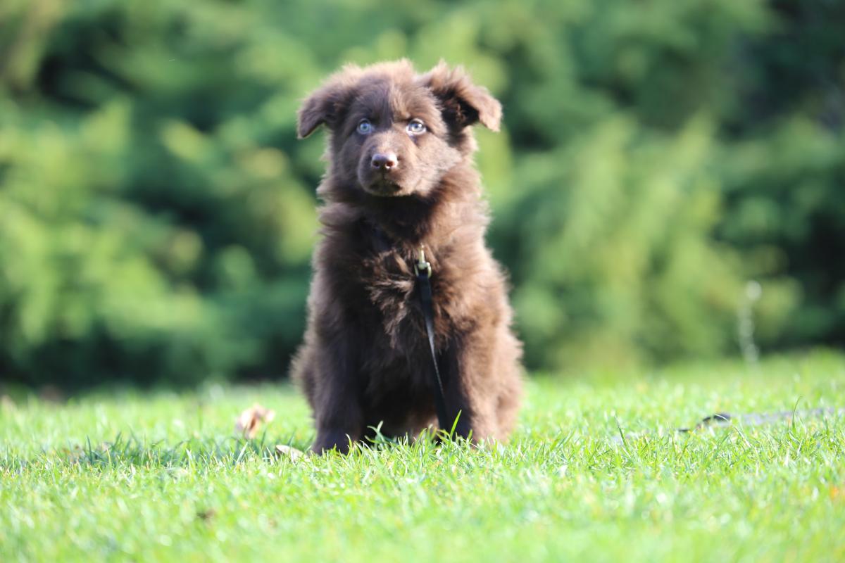 owczarek niemiecki hodowla