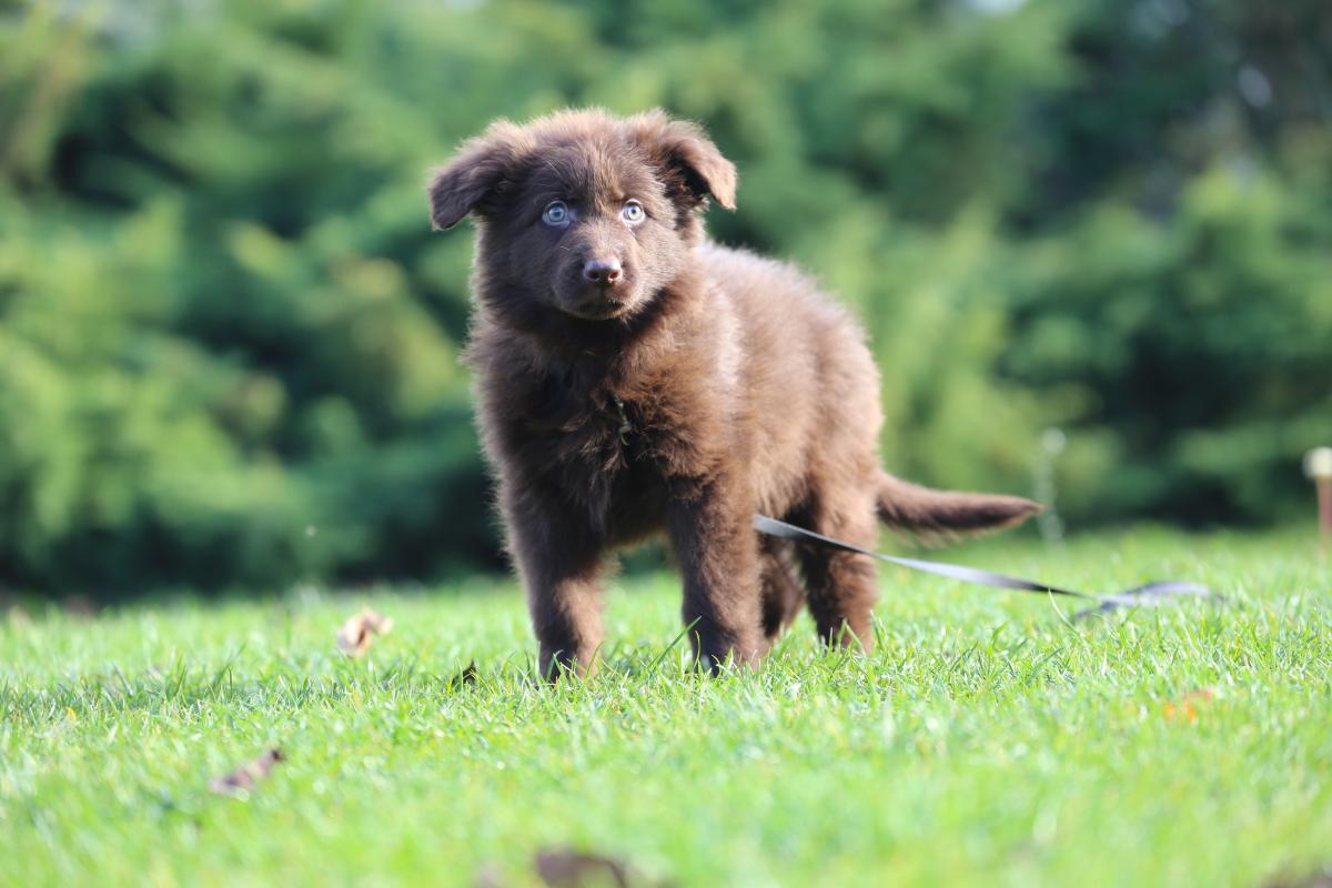 owczarek niemiecki hodowla