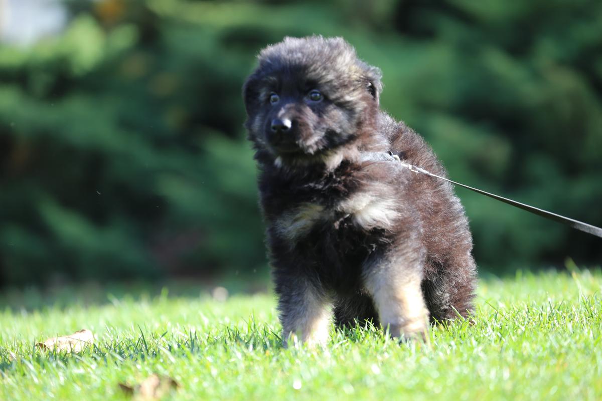 owczarek niemiecki hodowla