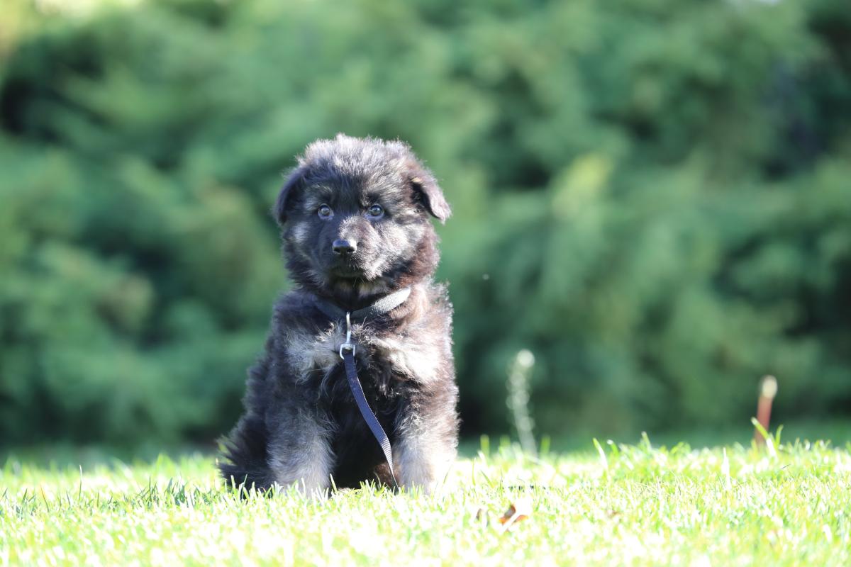 owczarek niemiecki hodowla