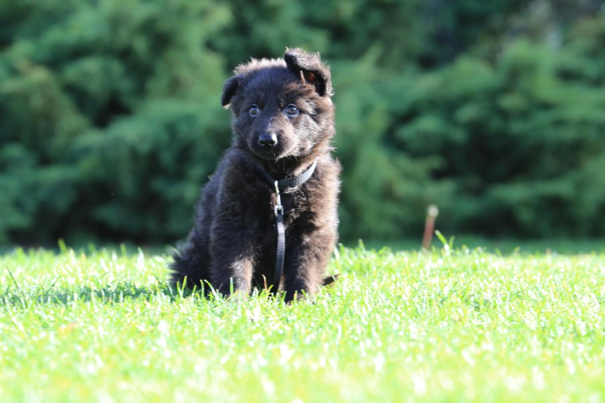owczarek niemiecki hodowla