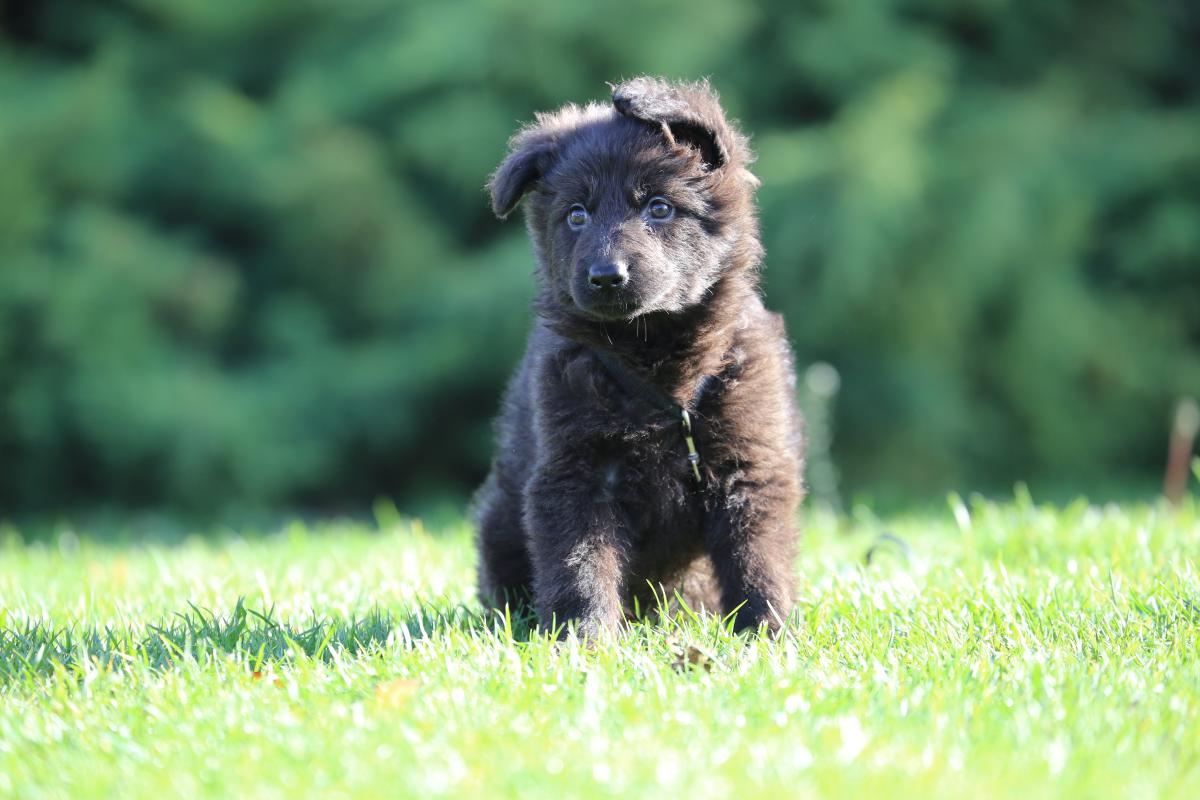owczarek niemiecki hodowla