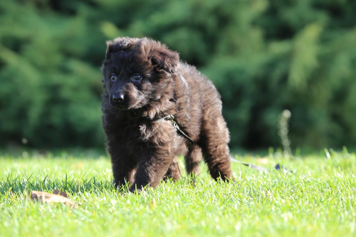 owczarek niemiecki hodowla