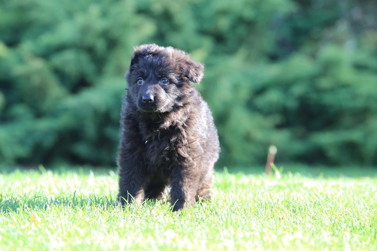 owczarek niemiecki hodowla