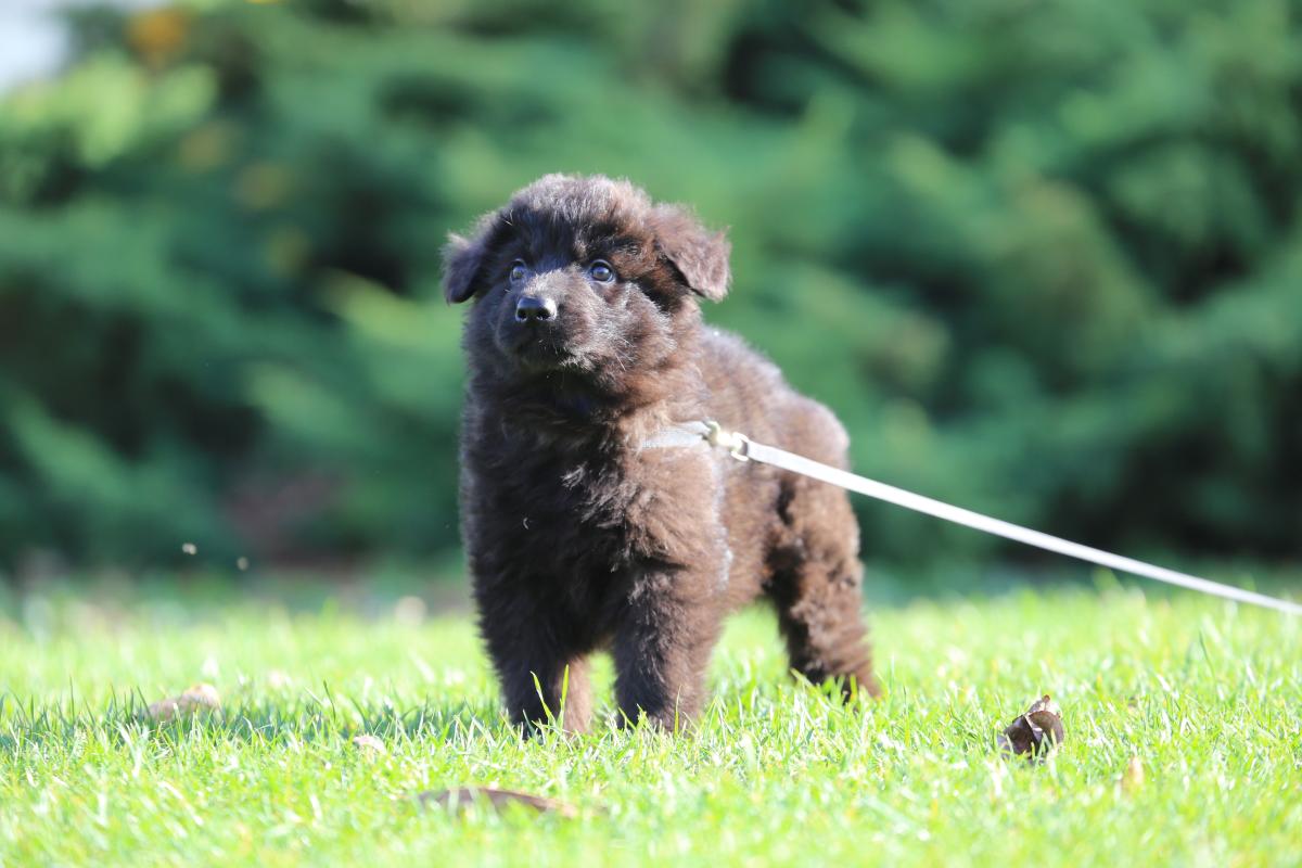 owczarek niemiecki hodowla
