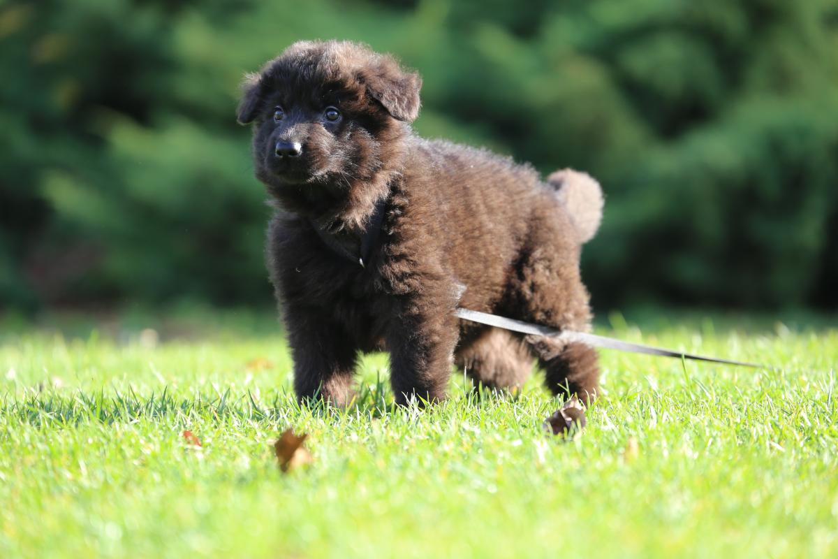 owczarek niemiecki hodowla