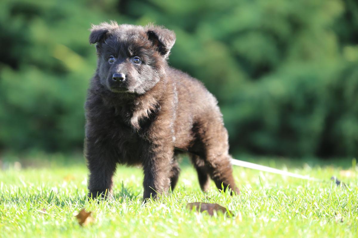 owczarek niemiecki hodowla