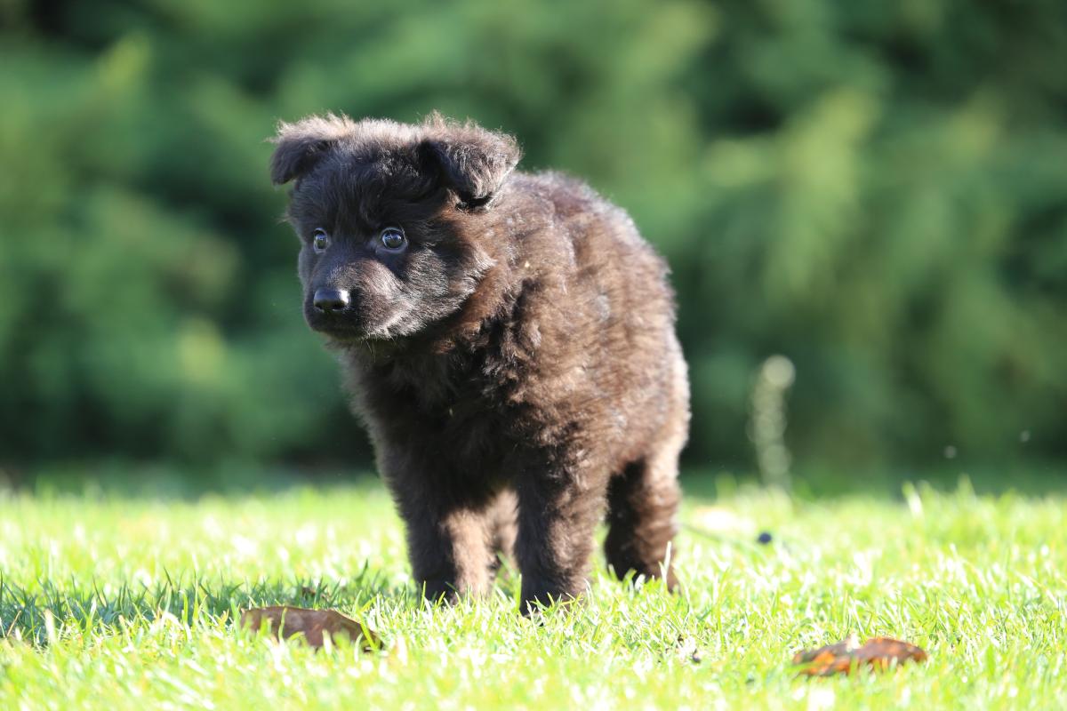 owczarek niemiecki hodowla