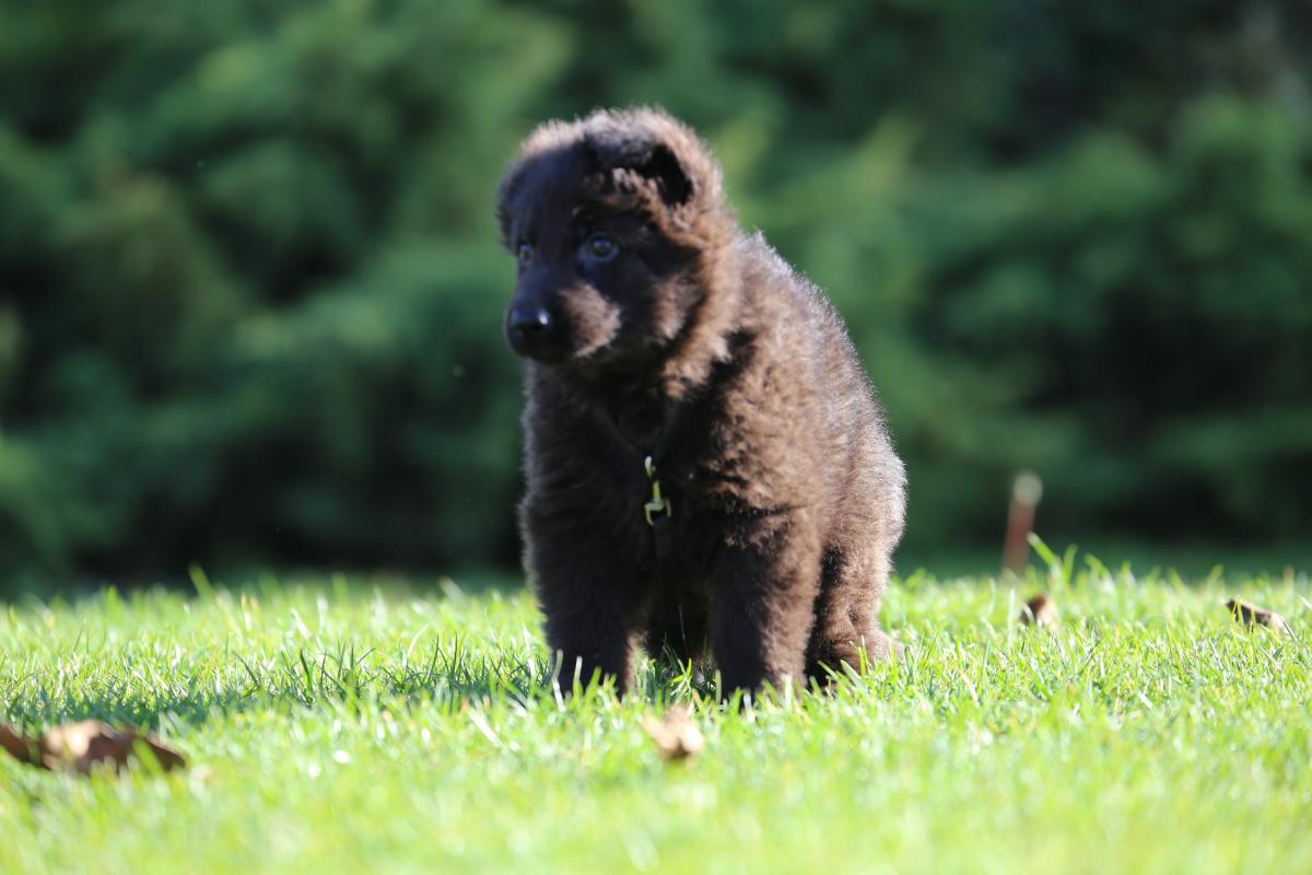 owczarek niemiecki hodowla