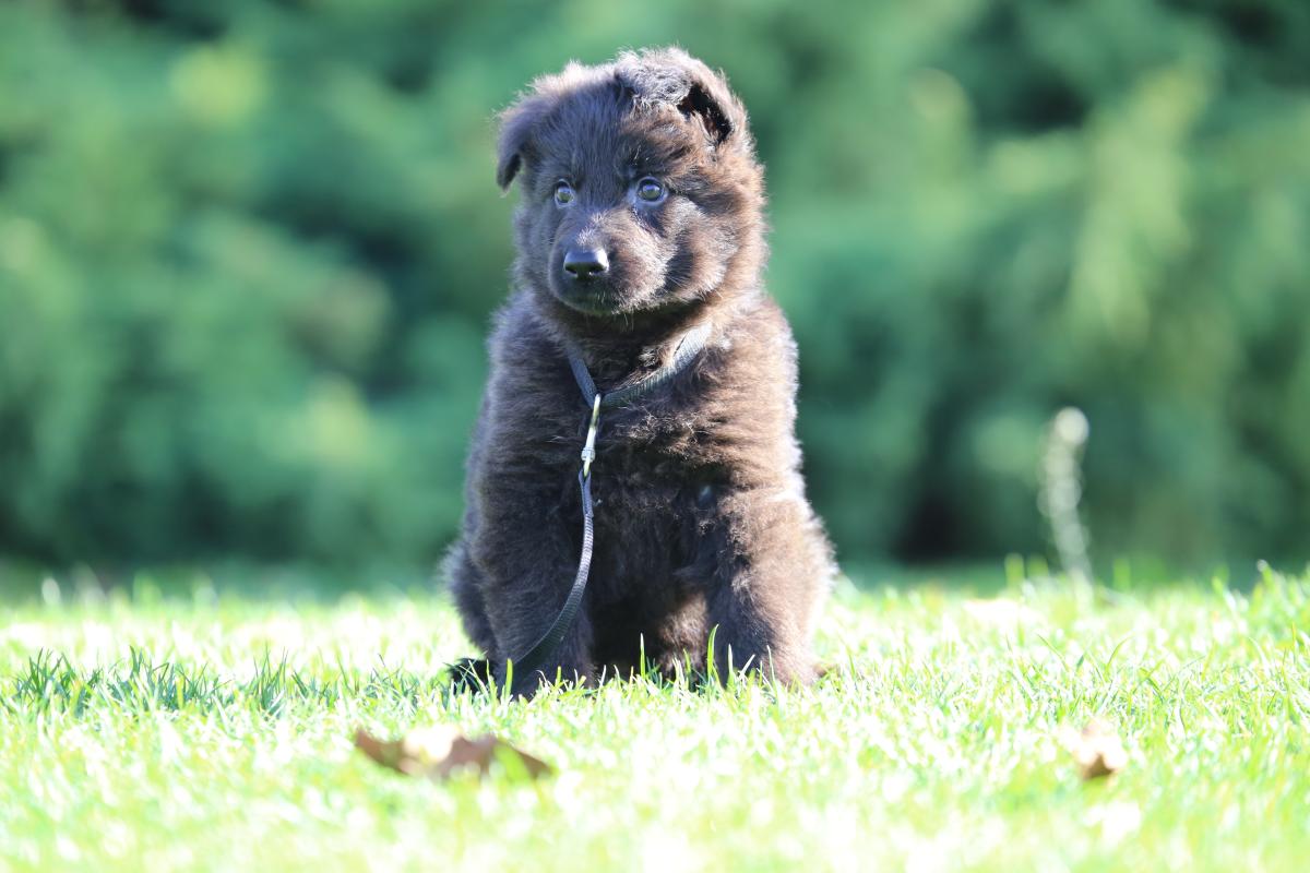 owczarek niemiecki hodowla