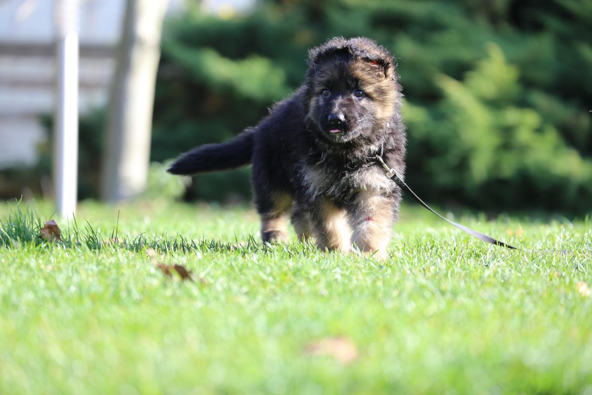 owczarek niemiecki hodowla