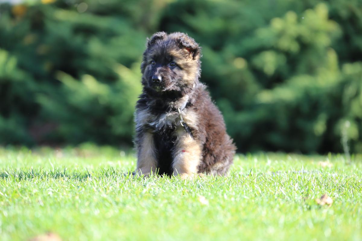 owczarek niemiecki hodowla