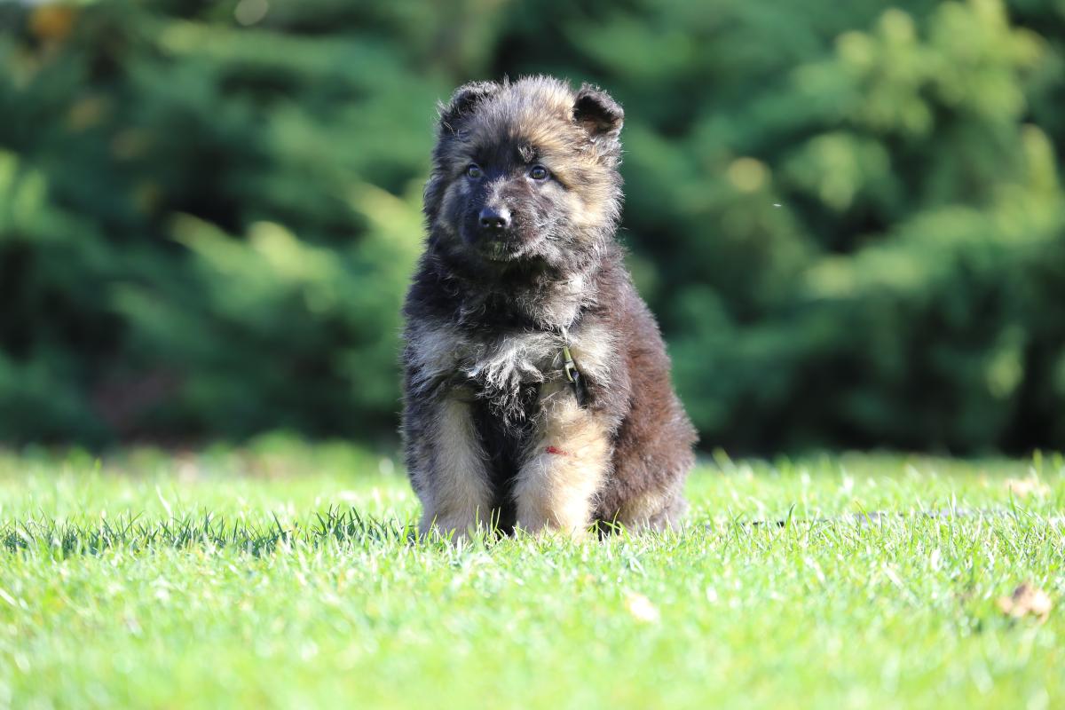 owczarek niemiecki hodowla