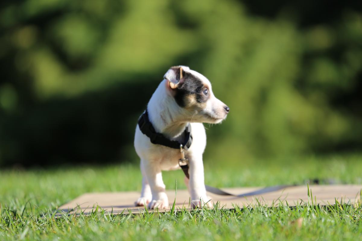 owczarek niemiecki hodowla