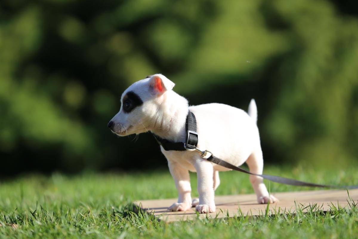 owczarek niemiecki hodowla