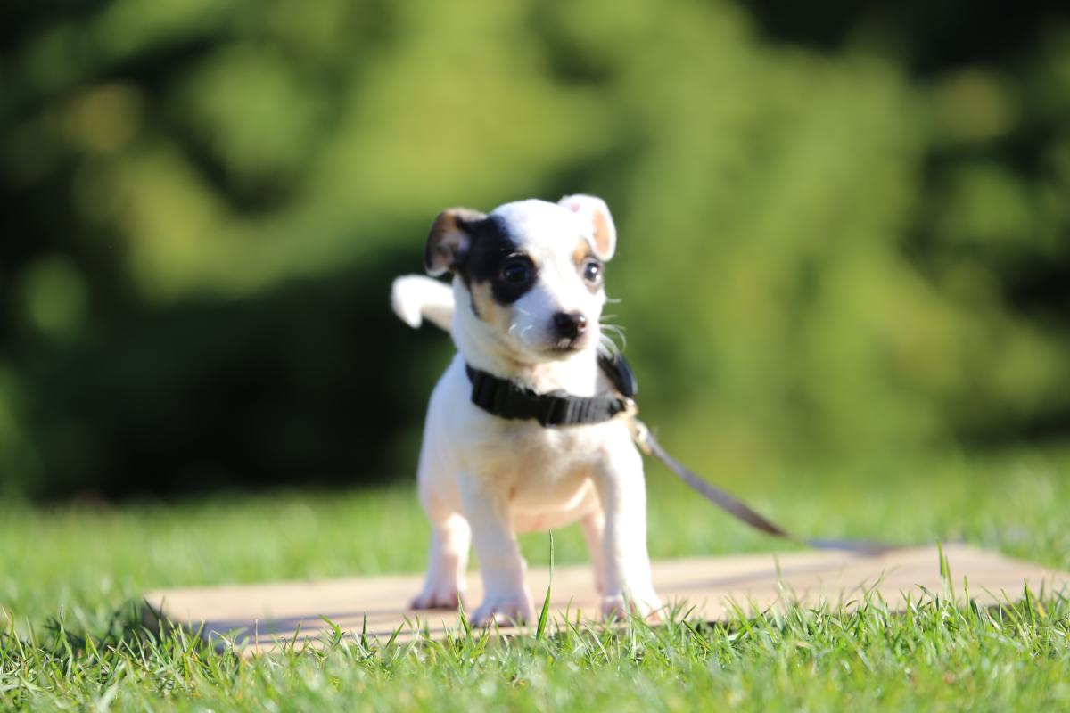 owczarek niemiecki hodowla