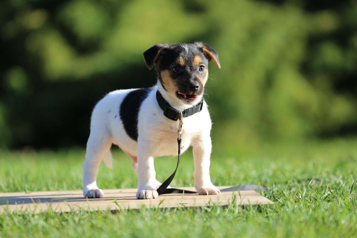 owczarek niemiecki hodowla