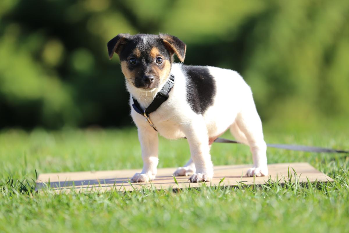 owczarek niemiecki hodowla