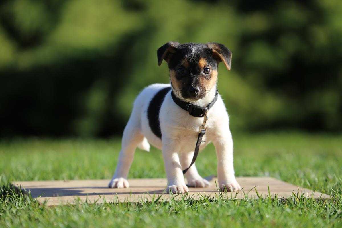 owczarek niemiecki hodowla